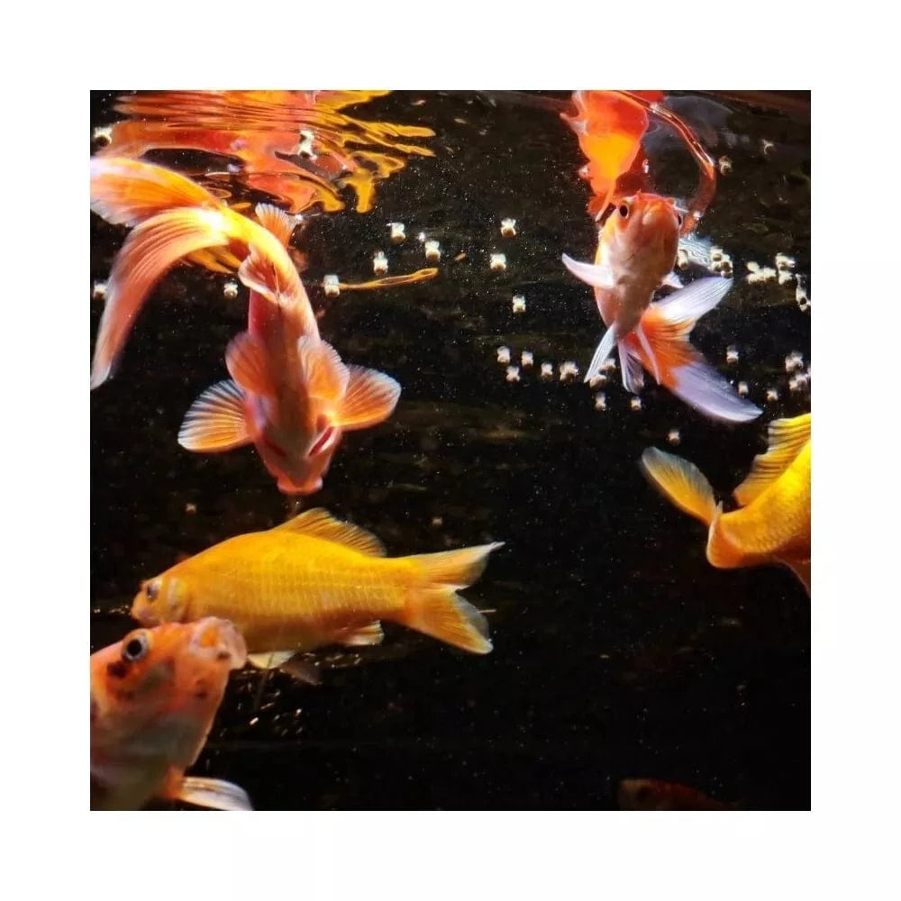 ProNovo Red Grano M pašaras žuvims 250 ml (click)