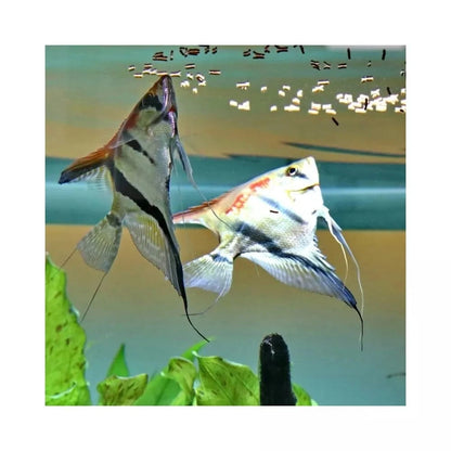 ProNovo Red Insect Sticks S pašaras žuvims 100 ml