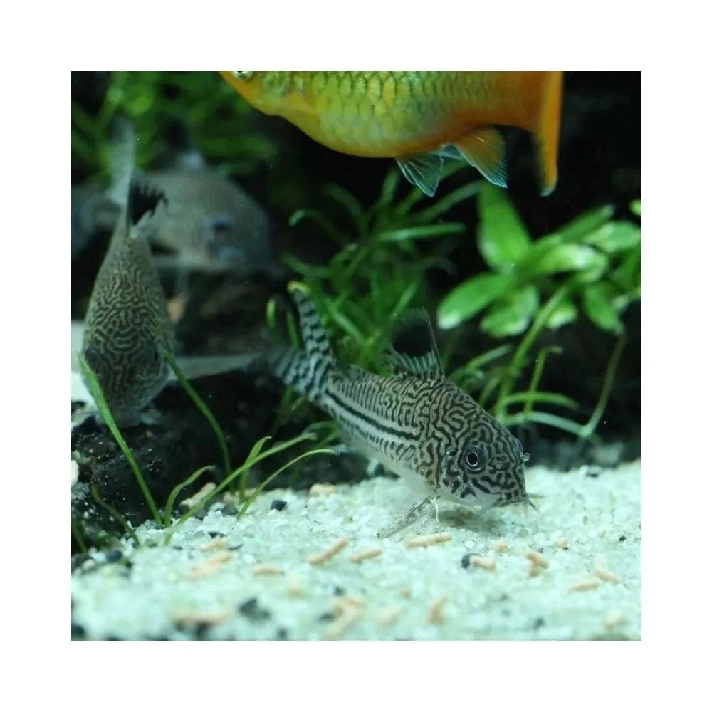 ProNovo Red Insect Sticks S pašaras žuvims 100 ml