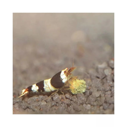 JBL ProNovo Shrimps Grano S pašaras krevetėms 100 ml (click)