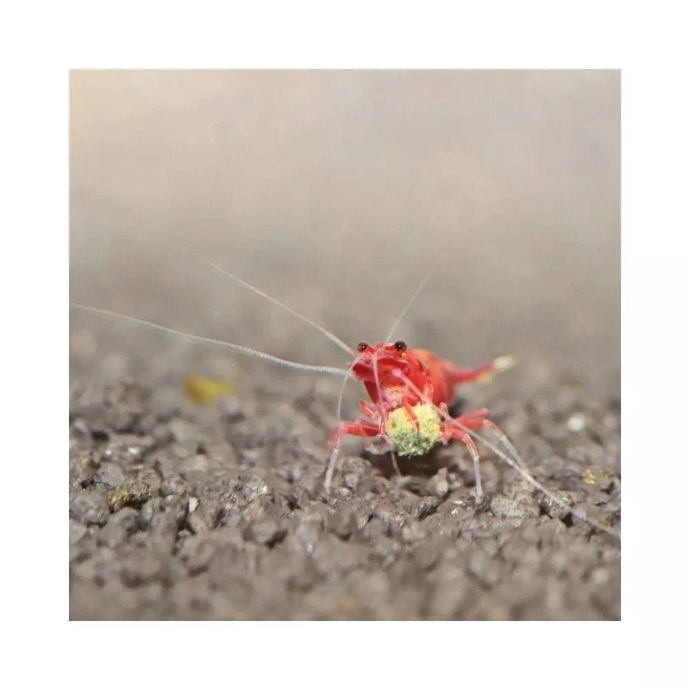 JBL ProNovo Shrimps Grano S pašaras krevetėms 100 ml (click)