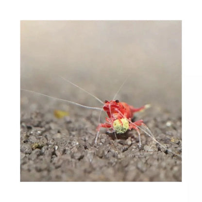 JBL ProNovo Shrimps Grano S pašaras krevetėms 100 ml (click)