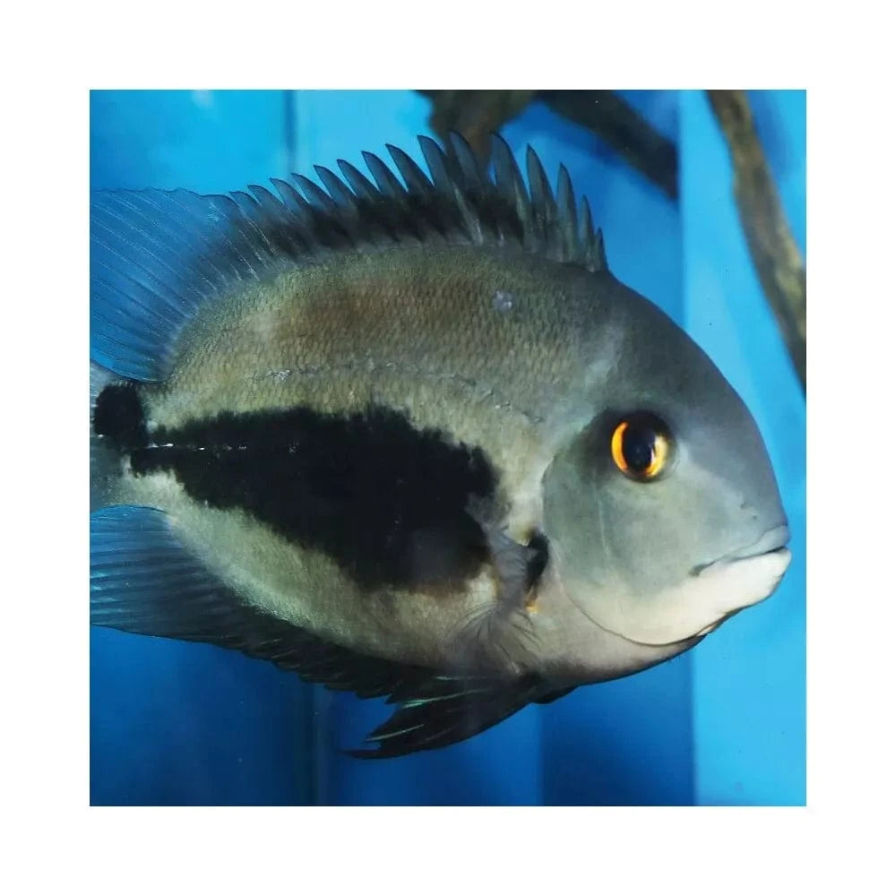 ProNovo Spirulina Flakes M pašaras žuvims 100 ml