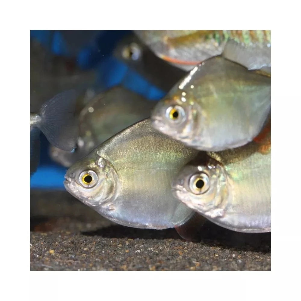 ProNovo Spirulina Flakes M pašaras žuvims 100 ml