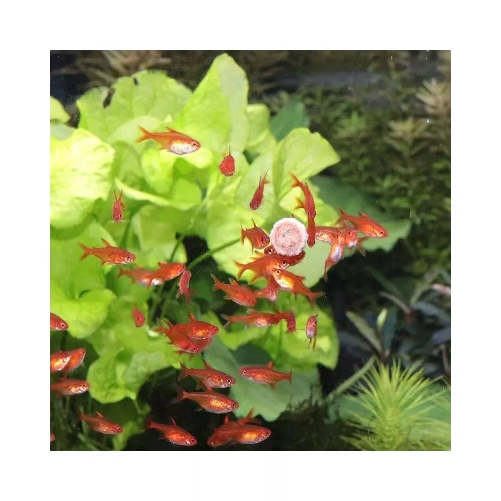 JBL ProNovo Tab M pašaras žuvims 100 ml