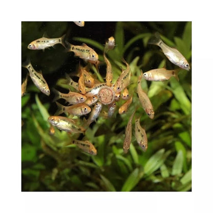 JBL ProNovo Tab M pašaras žuvims 250 ml