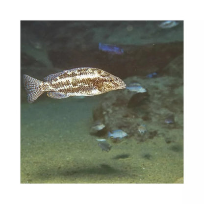 JBL ProNovo Tanganyika Flakes M pašaras žuvims 1000 ml