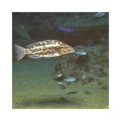 JBL ProNovo Tanganyika Flakes M pašaras žuvims 250 ml