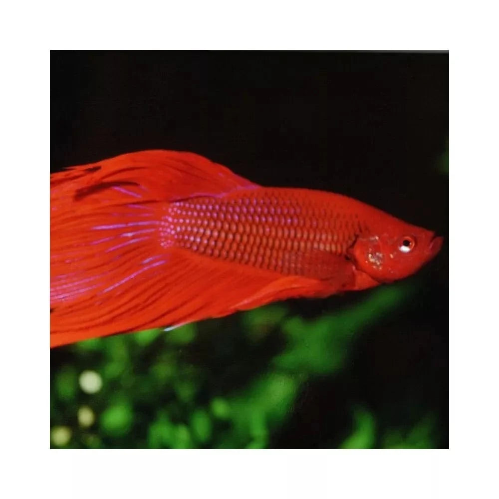 ProNovo Betta Flakes S pašaras Betta žuvims (gaideliams) 100 ml