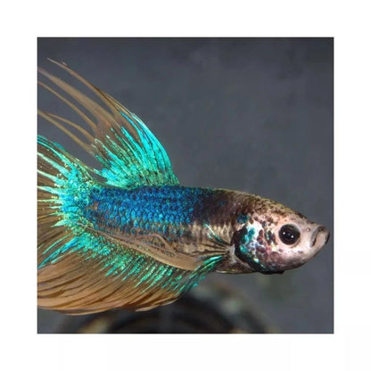 ProNovo Betta Flakes S pašaras Betta žuvims (gaideliams) 100 ml