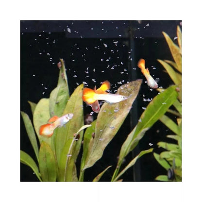 ProNovoGuppy Flakes S pašaras gupijoms 100 ml