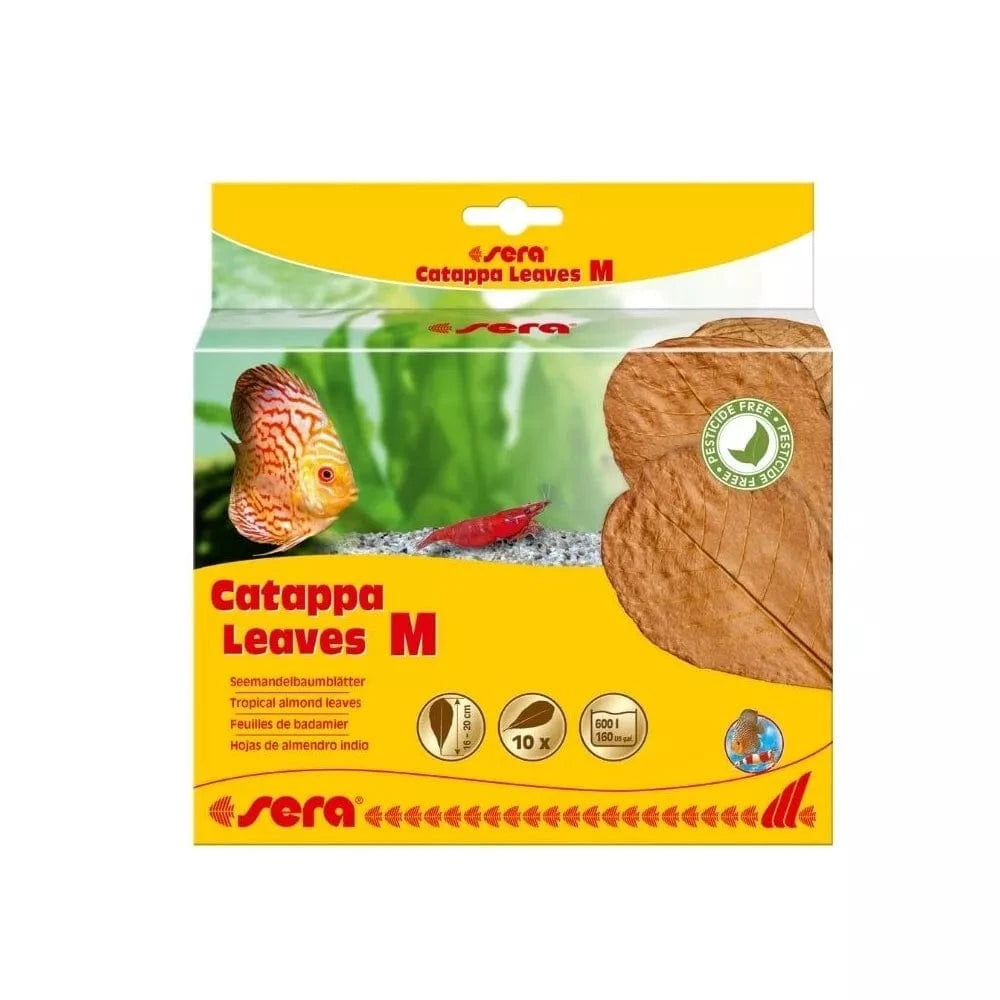 Sera katapos medžio lapai, M, 16-20 cm, 10 vnt.