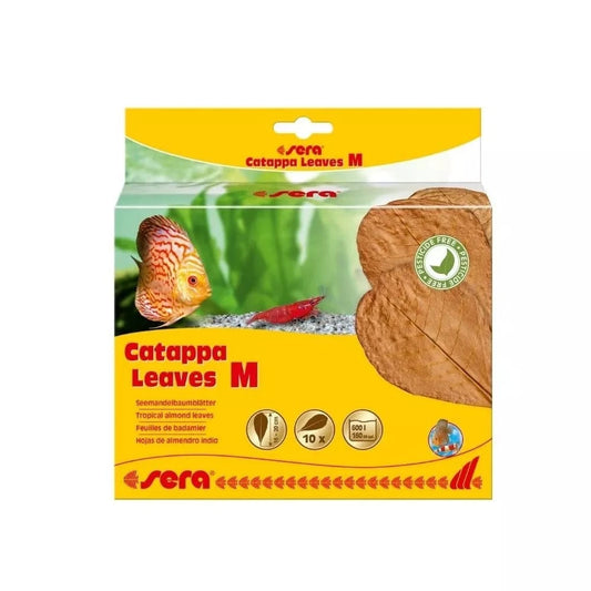 Sera katapos medžio lapai, M, 16-20 cm, 10 vnt.