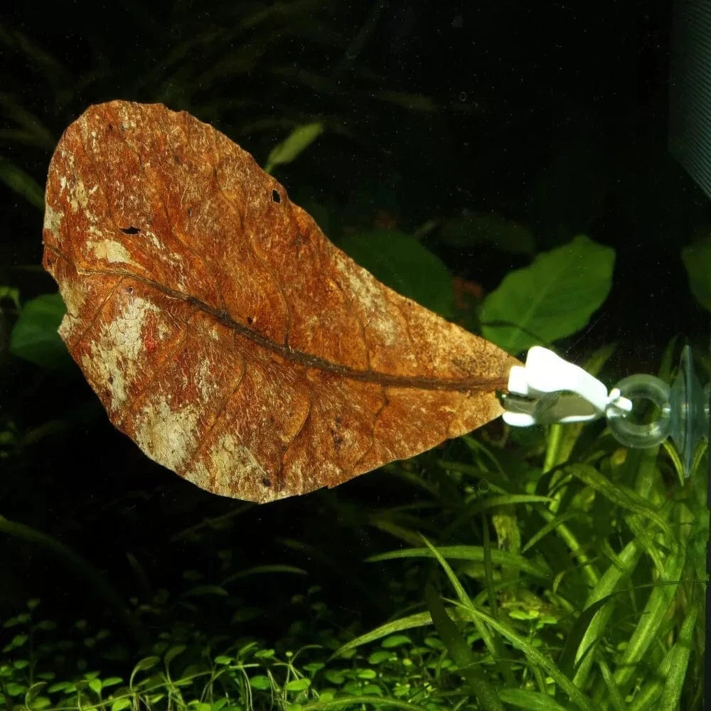 JBL siurbtukai su maisto laikikliu, 2 vnt.