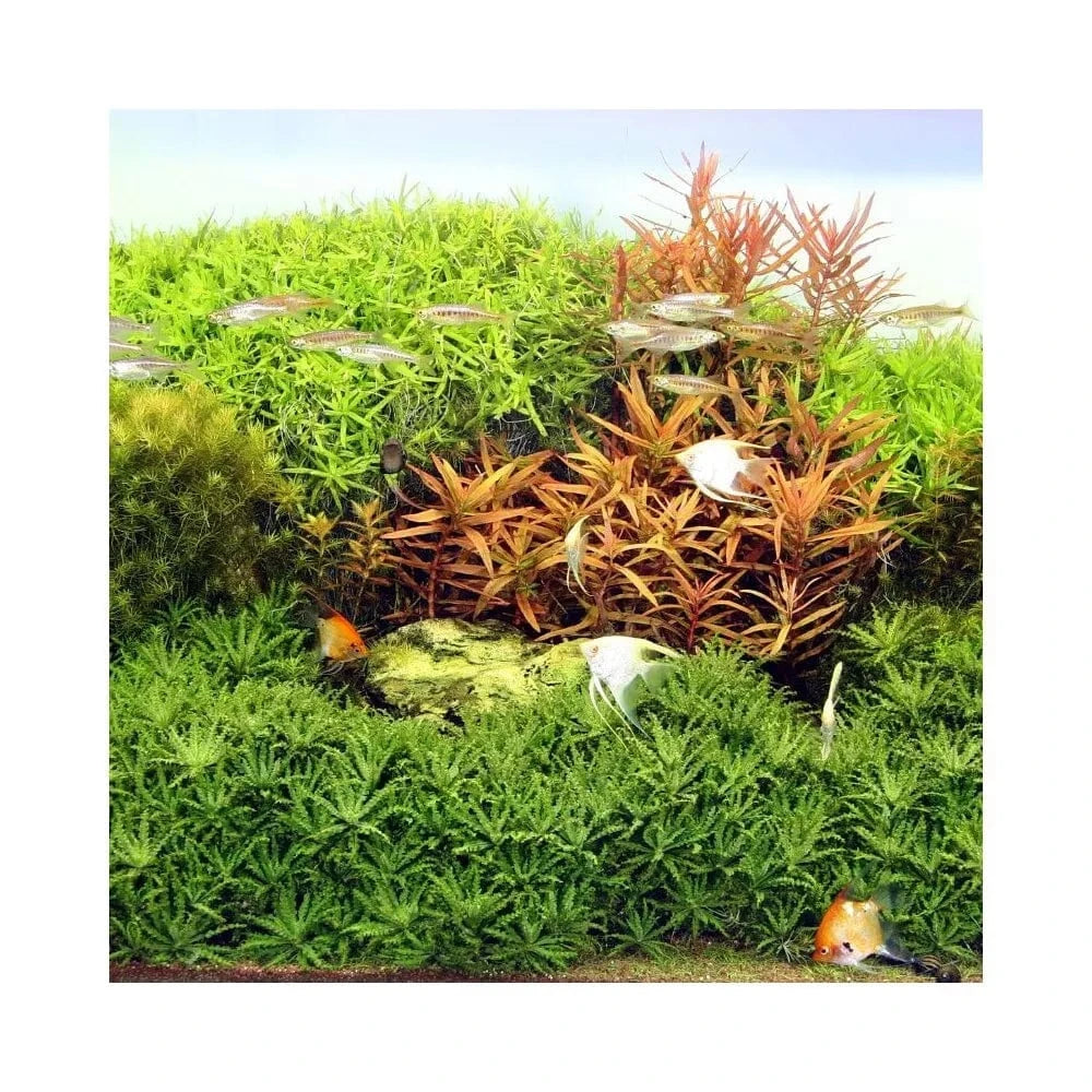 Solar Natur Ultra lempa T5, 80 W, 1450 mm